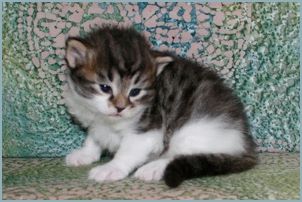 Female Siberian Kitten from Deedlebug Siberians